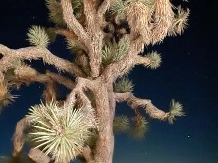 Awakening The Flame Of Abundance