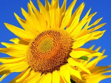 Awakening The Inner Senses: Resting As The Observer