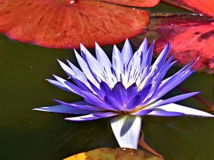 Awakening The Magician Within