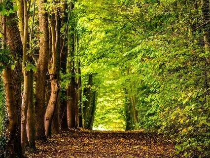 Awakening The Senses - Forest Bathing