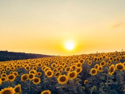 Awakening The Senses