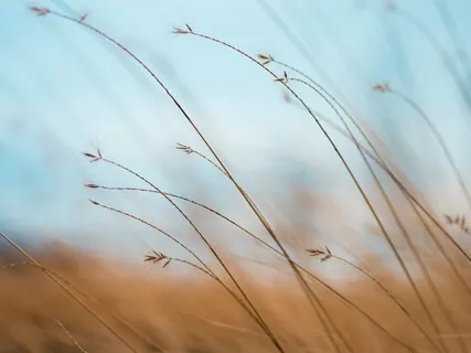 Awakening Through Body & Breath (MBSR)