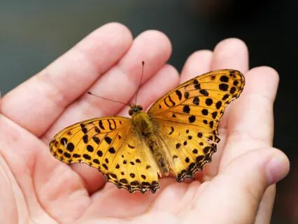 Awakening Through The Body 1: Gratitude