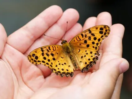 Awakening Through The Body 2: Compassion