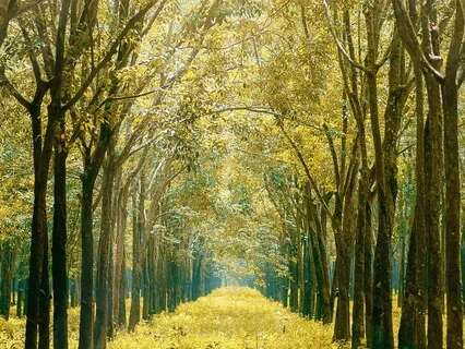 Awakening To A Bright New Day