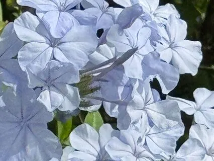 Awakening To A Higher Life In Light