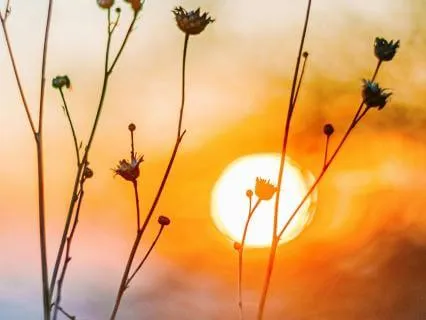 Awakening To Calm - Morning Peace, Presence, And Appreciation