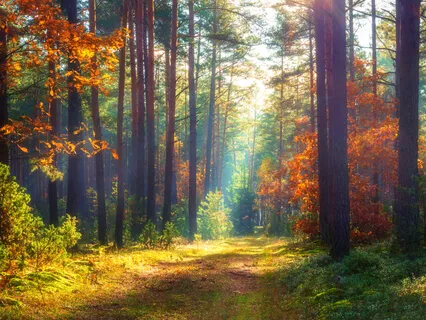 Awakening To Life - Morning Meditation