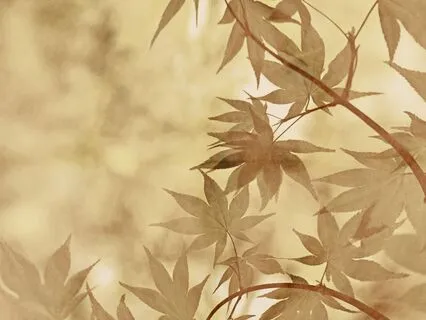 Awakening To Silence: Six Minute Meditation