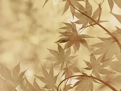 Awakening To Stillness: Six-Minute Meditation