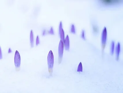 Awakening To The Light: An Imbolc/Spring Meditation