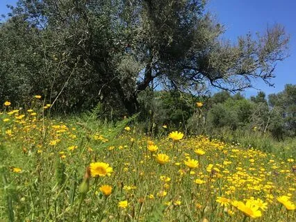 Awakening To The Present Moment: A Training In Focus