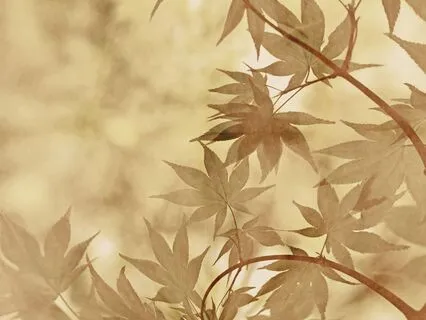 Awakening To The Sense Of The Body: Six-Minute Meditation