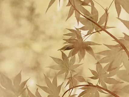 Awakening To The Sound Of Mind: Six Minute Meditation