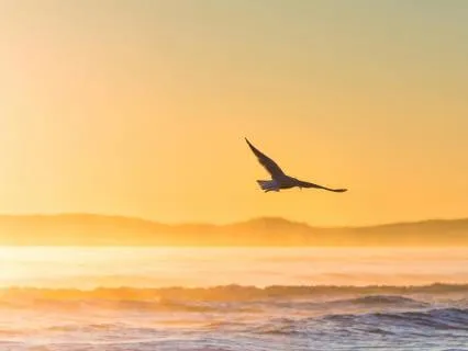 Awakening: Wings Of Morning Light