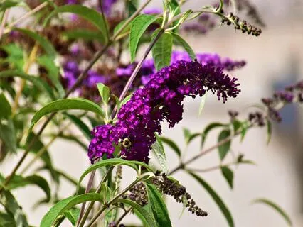 Awakening With Inspiration And Purpose