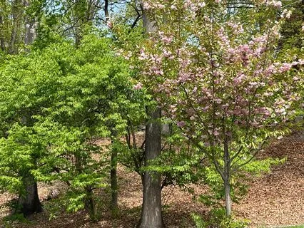 Awakening With The Birds: A Body Scan Meditation