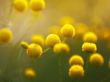 Awakening - Yellow Chakra For The Solar Plexus - Key Of E