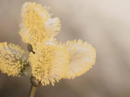 Awakening Your Divine DNA Blueprint