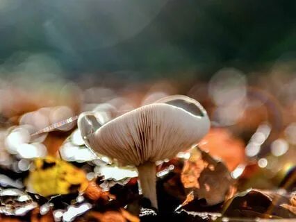 Awakening Your  Personal Mythology | Mellow LoFi Soul Beats