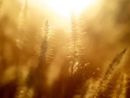 Awapayana (An Invitation Of Universal Love)