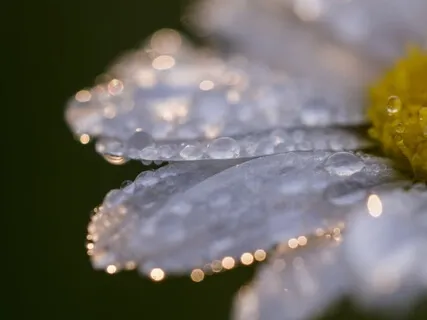Awareness Of The Breath