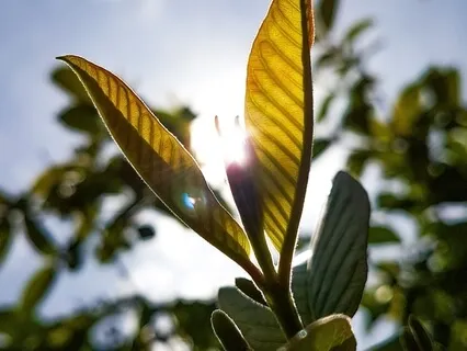 Awareness & Breath Journey