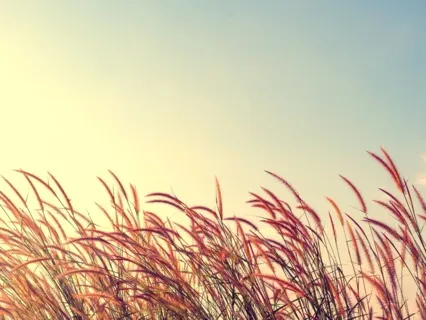 Awareness Meditation