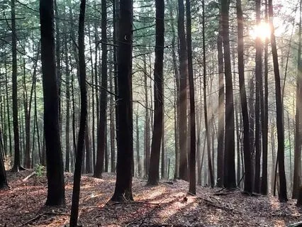 Morning Soundscape & Shifting Stillness