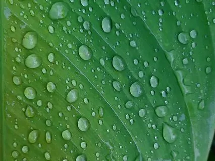 Awareness Of Breath And Body 20 Minutes (MBSR)