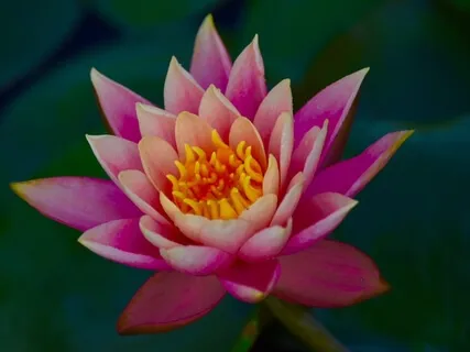 Awareness Of Breath And Body