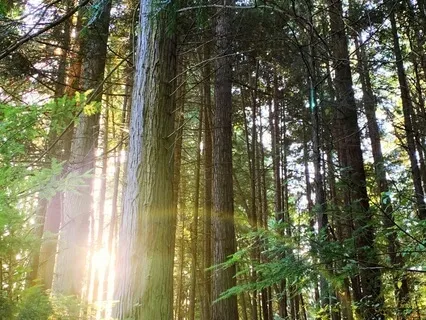 Awareness Of Breath And Body