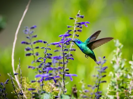 Awareness Of Breath, Body And Thoughts