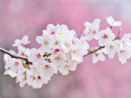 Awareness of Breath: Lying and Sitting