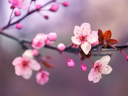 Awareness of Breathing Meditation