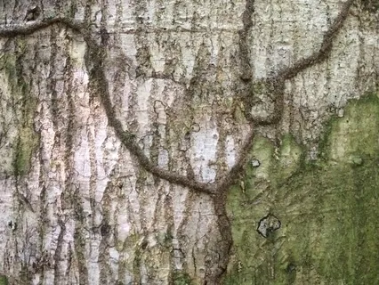 Awareness of Breathing