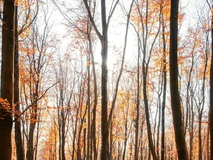 Awareness Of Knowing