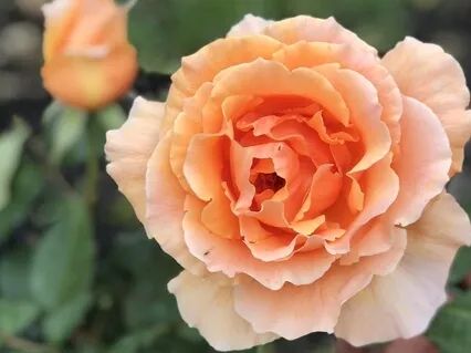 Awareness Of Senses Meditation