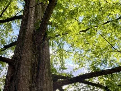 Awareness Of The Body Meditation