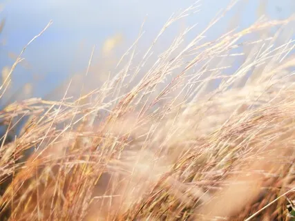 Awareness Of The Breath Meditation