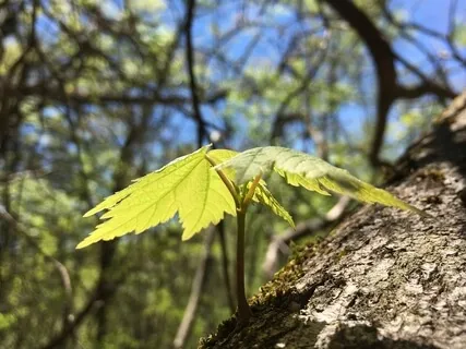 Awareness Of The Breath