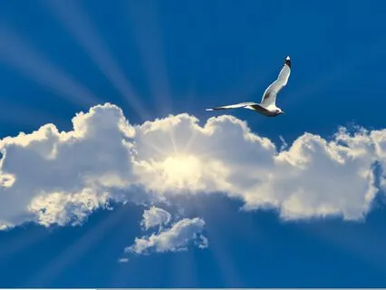 Awareness Satsang: The Call To Freedom