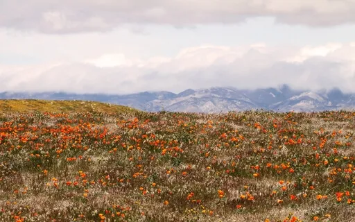 Awareness Through The Body Breathing