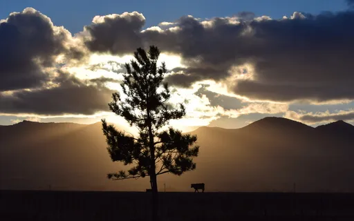 Awareness Yoga Nidra Phoenix Rising Method