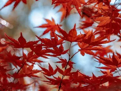 Away From Here - Relaxing 30 Minute Nature Meditation