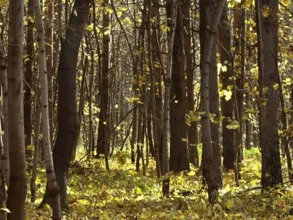 Awe And Wonder - It's Raining Leaves