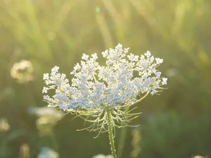 Awe As A Reset For Your Nervous System (Extended)