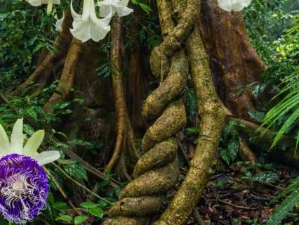 Ayahuasca Sound Journey – Bilateral Meditation for Deep Calm