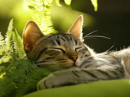 Ayurvedic Sleep Meditation | Reduce Anxiety | Balance Vata