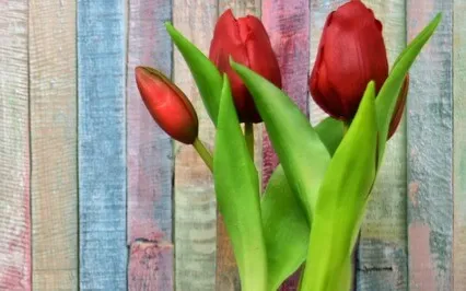 Ayurvedic Spring Tips